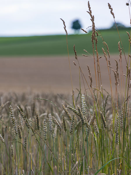 Eine Wiese mit hohem Getreide