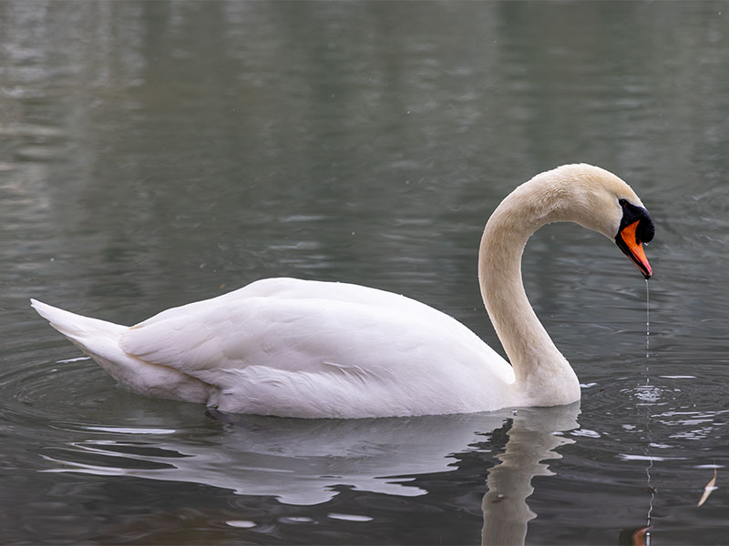Ein Schwan der im See schwimmt