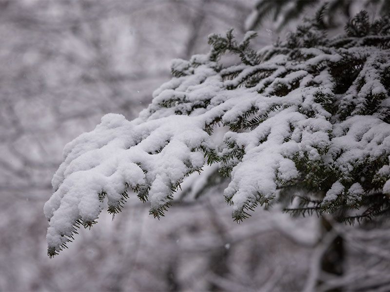 Ein Baum mit Schnee auf den Blättern