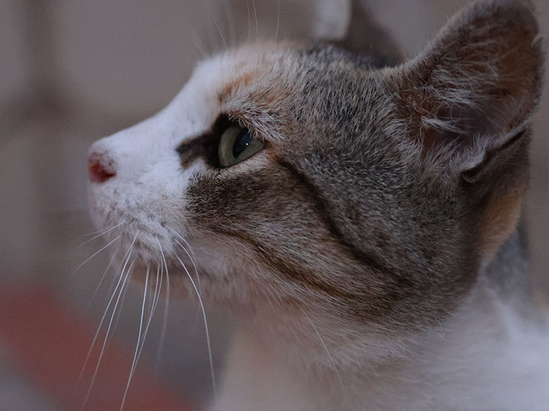Nahaufnahme einer Katze